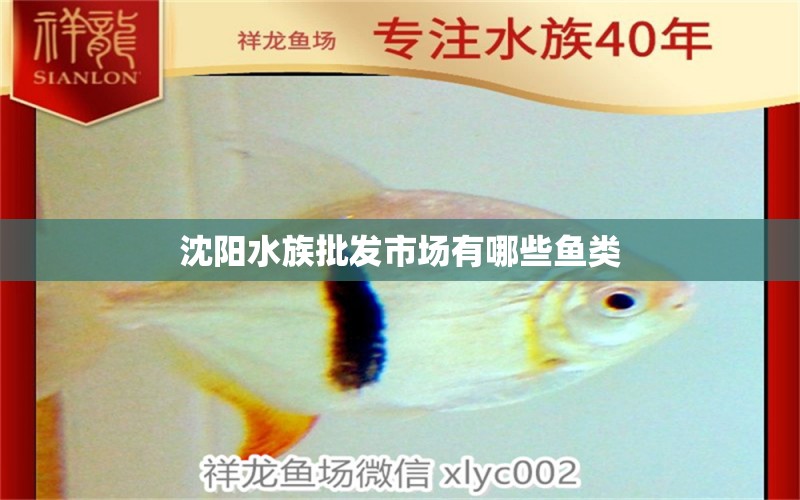 沈阳水族批发市场有哪些鱼类