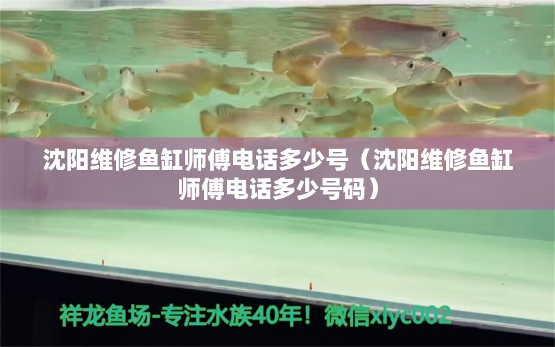 沈阳维修鱼缸师傅电话多少号（沈阳维修鱼缸师傅电话多少号码）