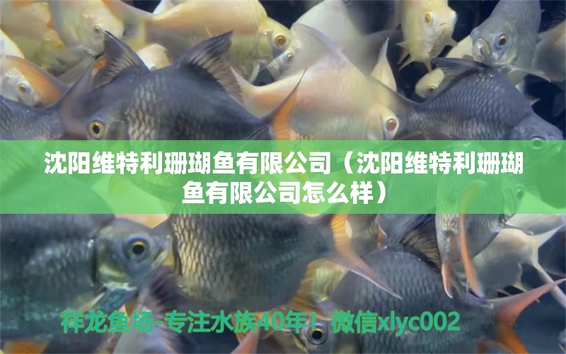 沈阳维特利珊瑚鱼有限公司（沈阳维特利珊瑚鱼有限公司怎么样） 全国水族馆企业名录