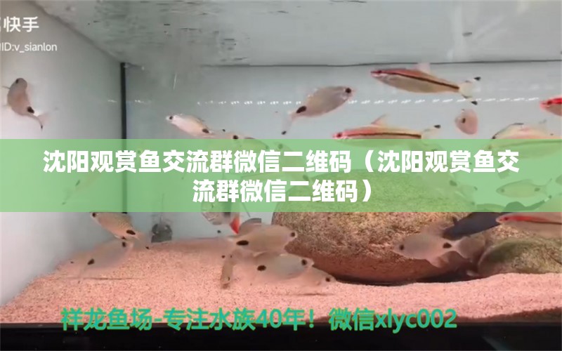 沈阳观赏鱼交流群微信二维码（沈阳观赏鱼交流群微信二维码）