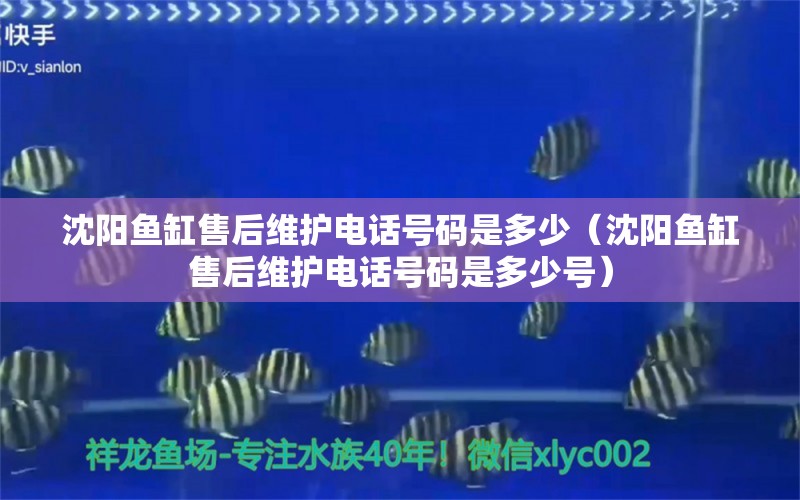 沈阳鱼缸售后维护电话号码是多少（沈阳鱼缸售后维护电话号码是多少号）