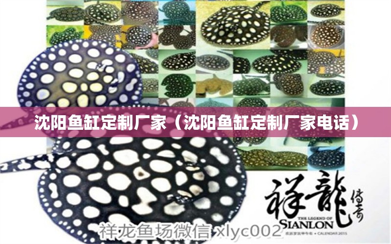 沈阳鱼缸定制厂家（沈阳鱼缸定制厂家电话） 其他品牌鱼缸