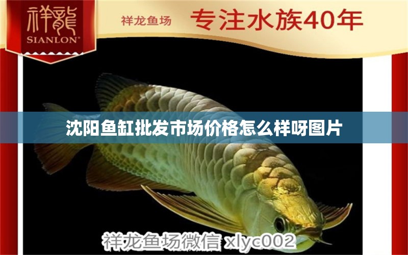 沈阳鱼缸批发市场价格怎么样呀图片 水族问答 第2张