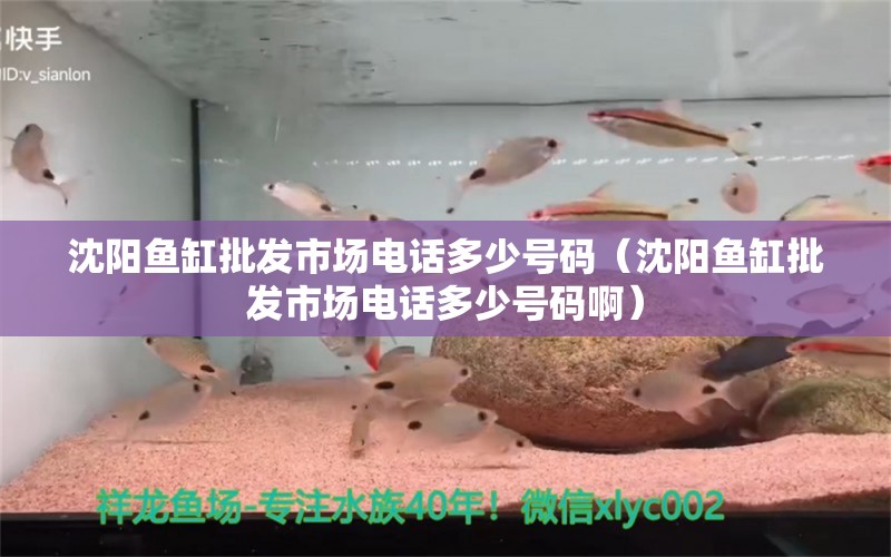 沈阳鱼缸批发市场电话多少号码（沈阳鱼缸批发市场电话多少号码啊）