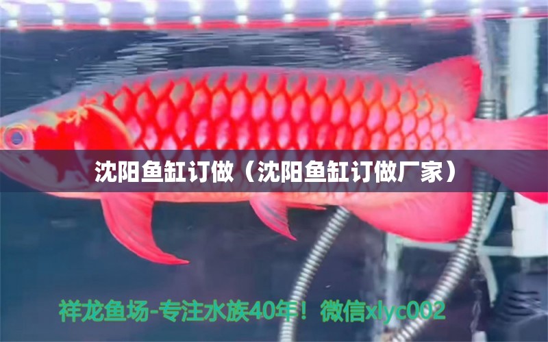 沈阳鱼缸订做（沈阳鱼缸订做厂家） 其他品牌鱼缸