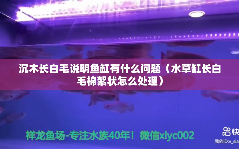 沉木长白毛说明鱼缸有什么问题（水草缸长白毛棉絮状怎么处理）