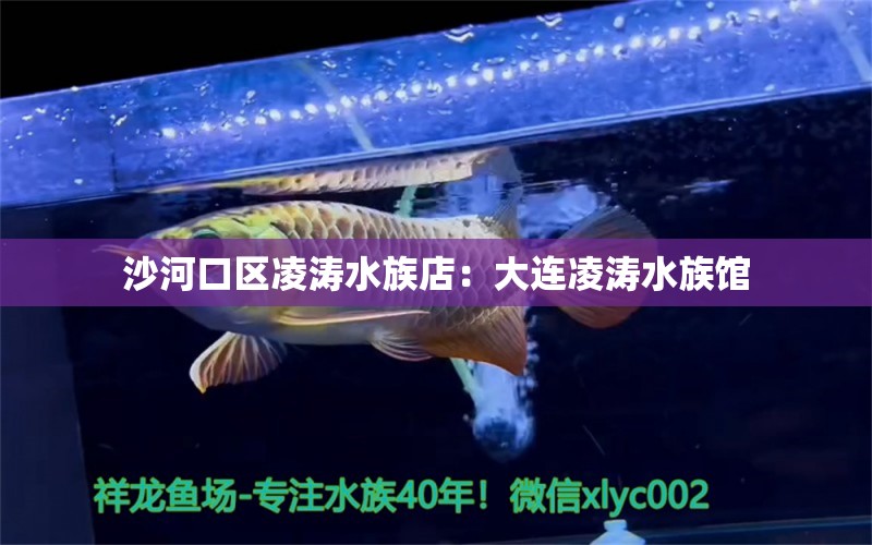 沙河口区凌涛水族店：大连凌涛水族馆 全国观赏鱼市场 第2张