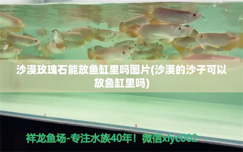 沙漠玫瑰石能放鱼缸里吗图片(沙漠的沙子可以放鱼缸里吗) 电鳗 第1张