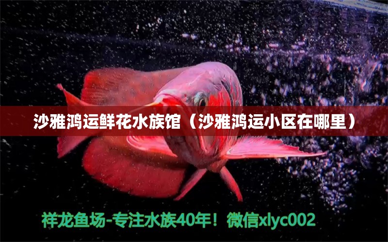 沙雅鸿运鲜花水族馆（沙雅鸿运小区在哪里） 全国水族馆企业名录