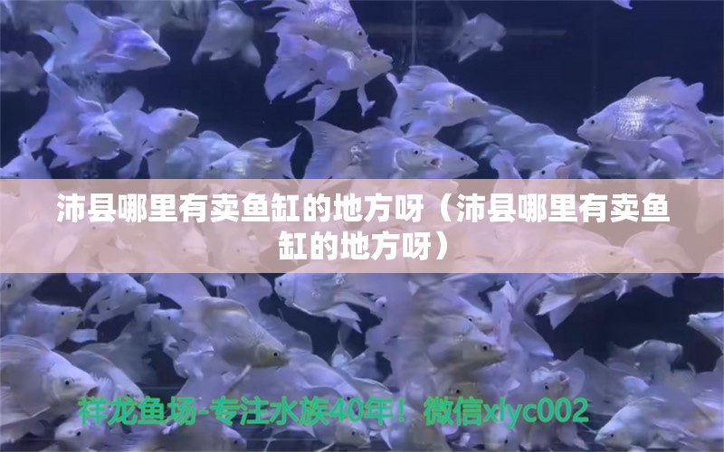 沛县哪里有卖鱼缸的地方呀（沛县哪里有卖鱼缸的地方呀）