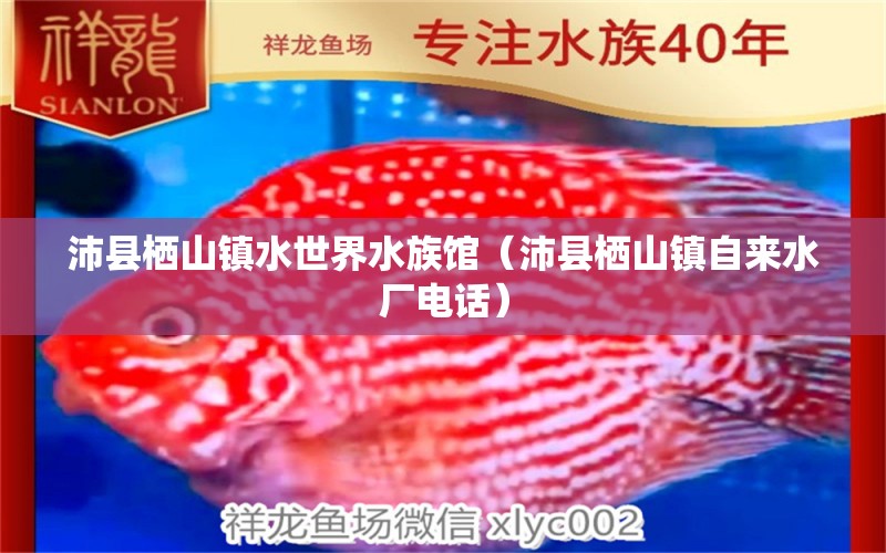 沛县栖山镇水世界水族馆（沛县栖山镇自来水厂电话）