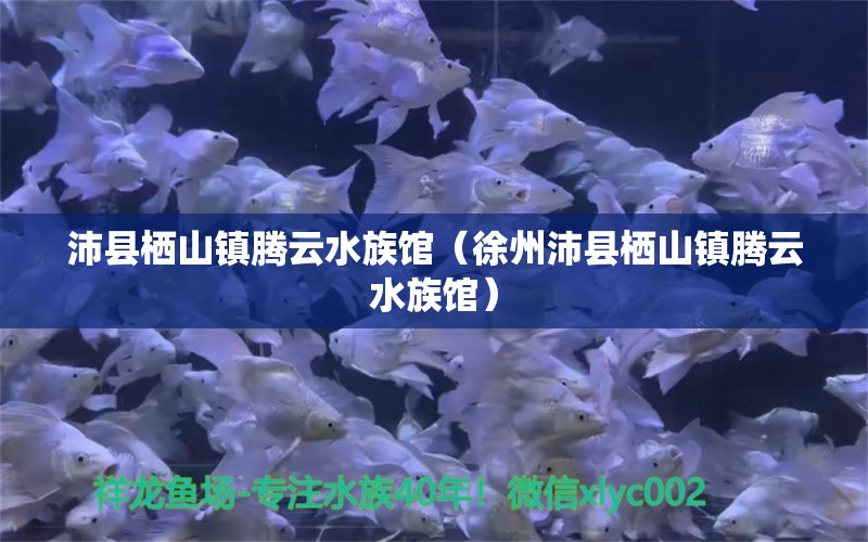 沛县栖山镇腾云水族馆（徐州沛县栖山镇腾云水族馆） 全国观赏鱼市场 第1张