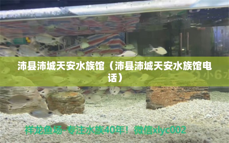 沛县沛城天安水族馆（沛县沛城天安水族馆电话）