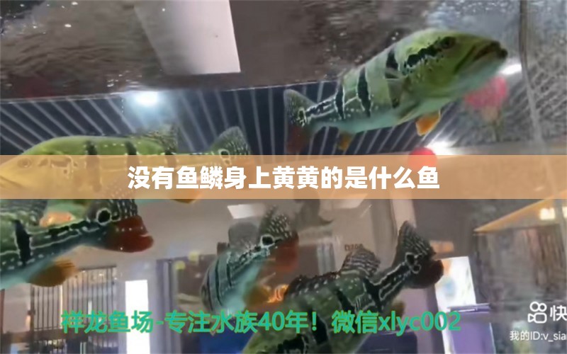 没有鱼鳞身上黄黄的是什么鱼 水族品牌 第2张