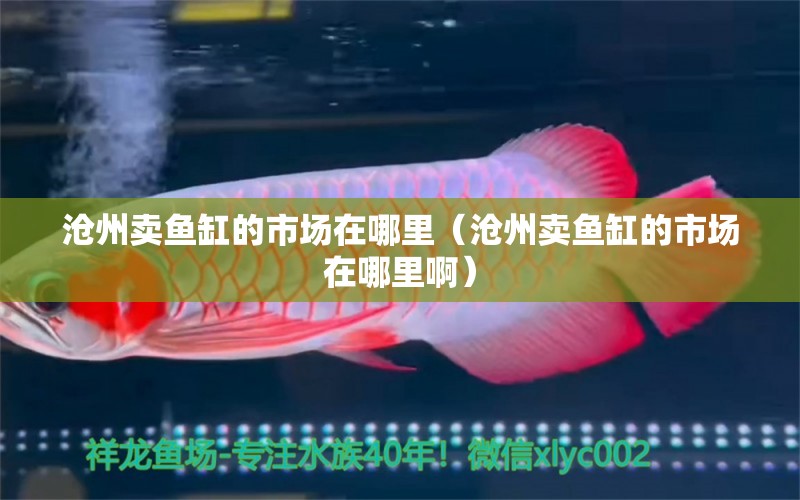 沧州卖鱼缸的市场在哪里（沧州卖鱼缸的市场在哪里啊） 其他品牌鱼缸