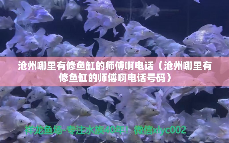 沧州哪里有修鱼缸的师傅啊电话（沧州哪里有修鱼缸的师傅啊电话号码）