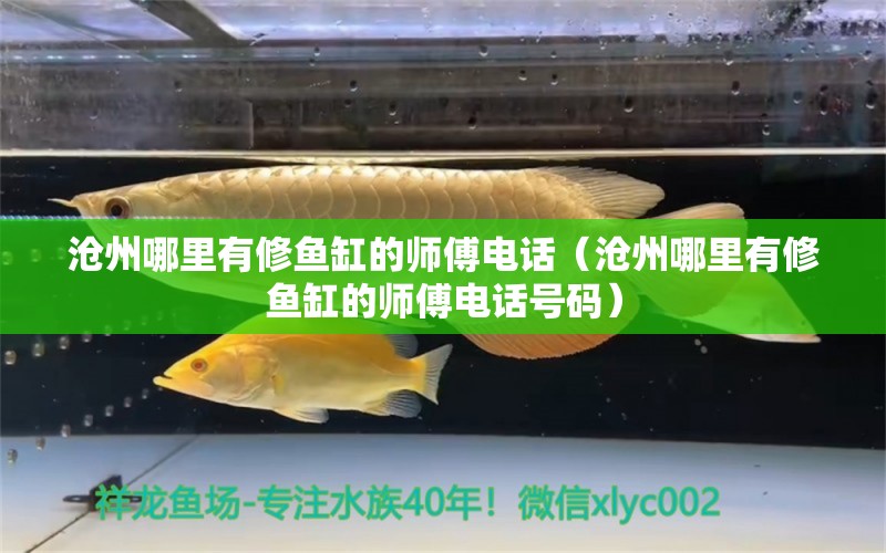 沧州哪里有修鱼缸的师傅电话（沧州哪里有修鱼缸的师傅电话号码）