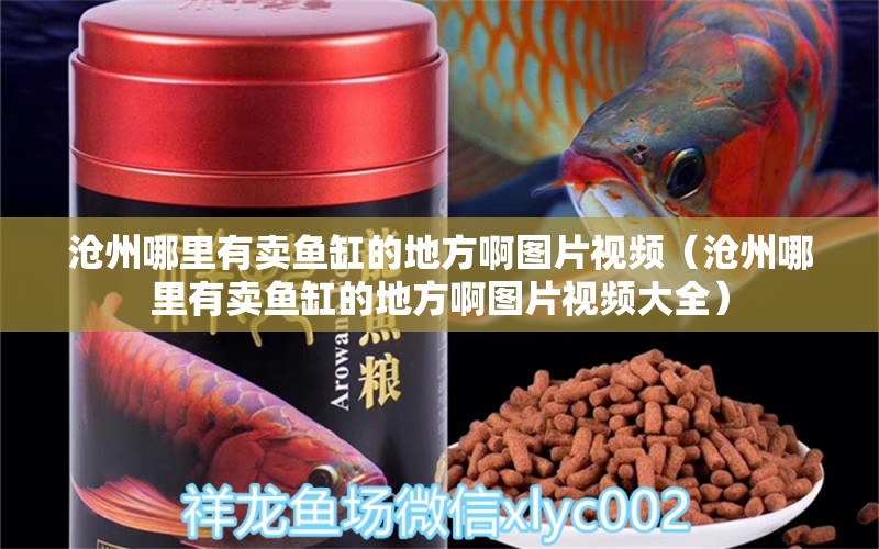 沧州哪里有卖鱼缸的地方啊图片视频（沧州哪里有卖鱼缸的地方啊图片视频大全）