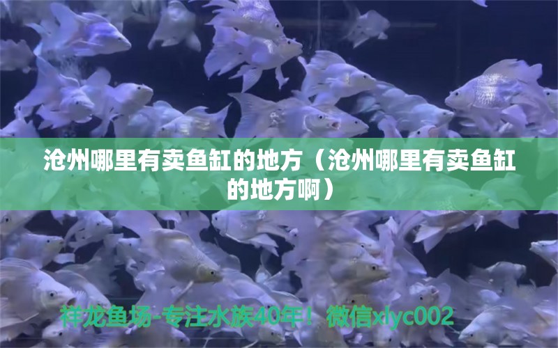 沧州哪里有卖鱼缸的地方（沧州哪里有卖鱼缸的地方啊）