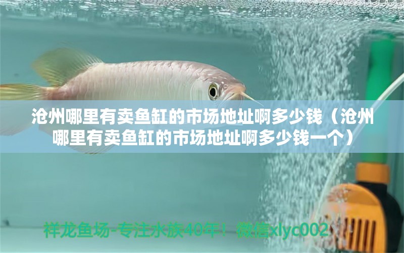 沧州哪里有卖鱼缸的市场地址啊多少钱（沧州哪里有卖鱼缸的市场地址啊多少钱一个） 祥龙水族医院