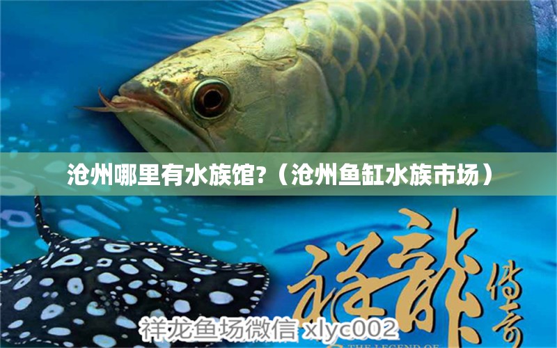 沧州哪里有水族馆?（沧州鱼缸水族市场）