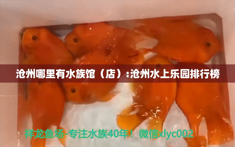 沧州哪里有水族馆（店）:沧州水上乐园排行榜