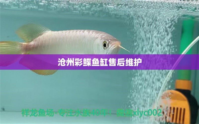 沧州彩鲽鱼缸售后维护 彩鲽鱼缸（彩蝶鱼缸）
