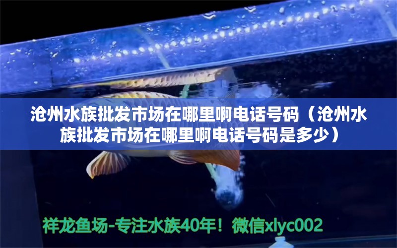 沧州水族批发市场在哪里啊电话号码（沧州水族批发市场在哪里啊电话号码是多少）