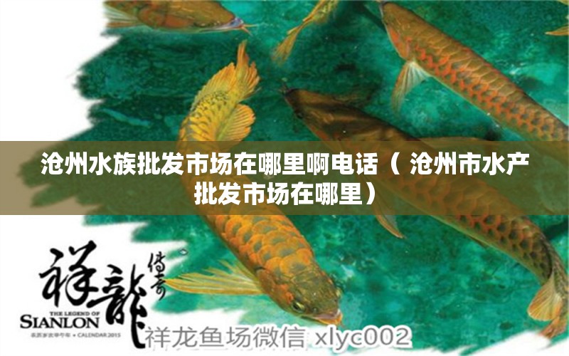 沧州水族批发市场在哪里啊电话（ 沧州市水产批发市场在哪里）