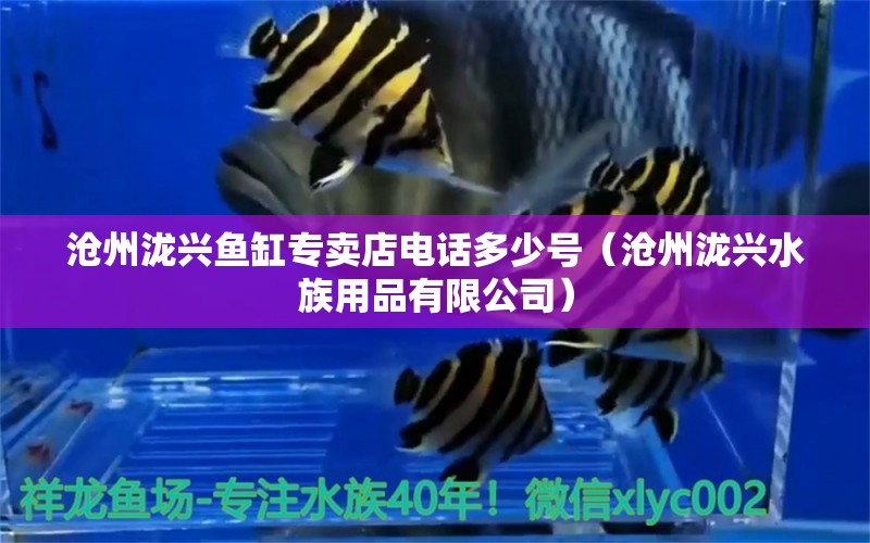 沧州泷兴鱼缸专卖店电话多少号（沧州泷兴水族用品有限公司） 细线银版鱼