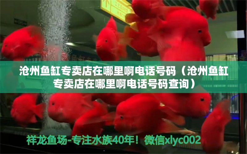 沧州鱼缸专卖店在哪里啊电话号码（沧州鱼缸专卖店在哪里啊电话号码查询） 祥龙水族医院