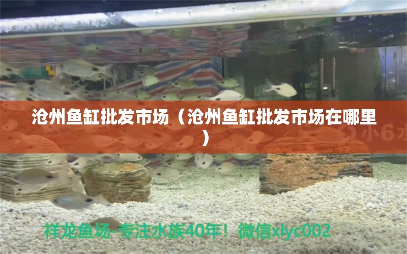 沧州鱼缸批发市场（沧州鱼缸批发市场在哪里） 观赏鱼水族批发市场