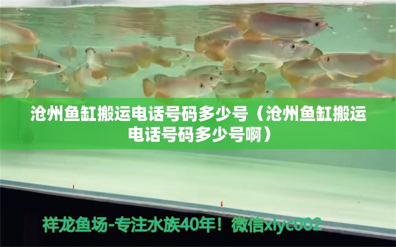 沧州鱼缸搬运电话号码多少号（沧州鱼缸搬运电话号码多少号啊）