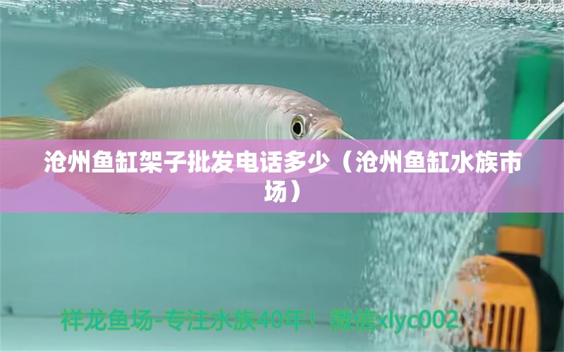 沧州鱼缸架子批发电话多少（沧州鱼缸水族市场） 广州观赏鱼批发市场