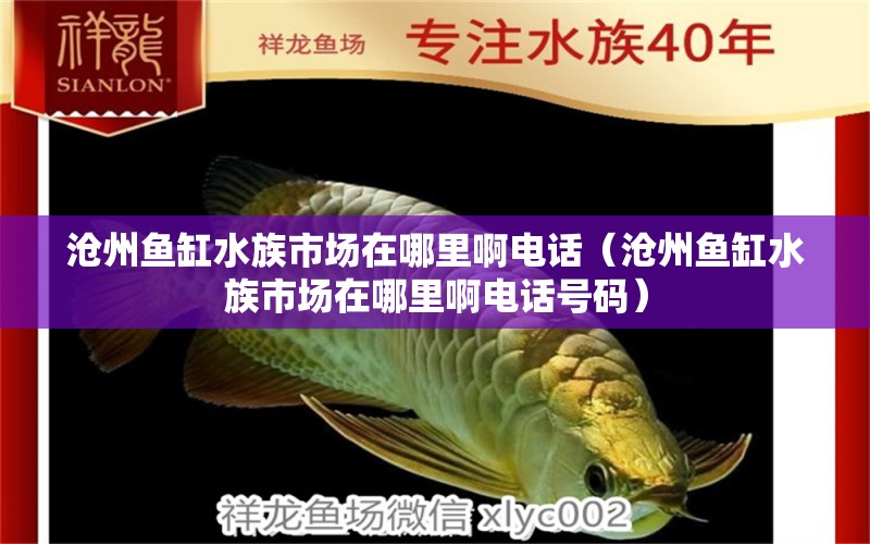 沧州鱼缸水族市场在哪里啊电话（沧州鱼缸水族市场在哪里啊电话号码）