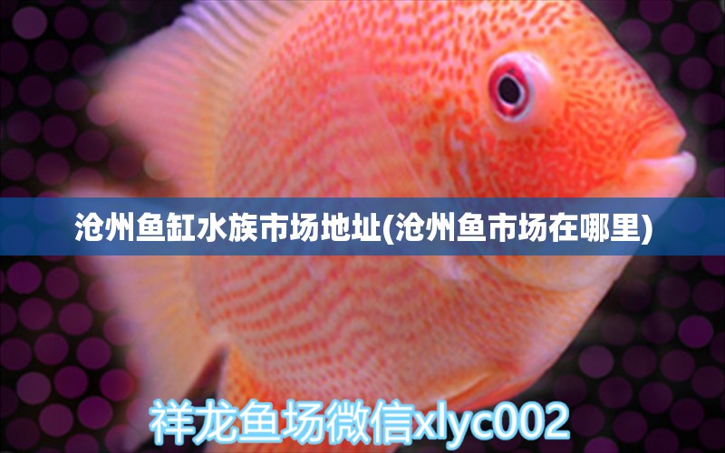 沧州鱼缸水族市场地址(沧州鱼市场在哪里) 观赏鱼批发