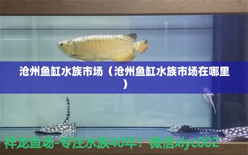 沧州鱼缸水族市场（沧州鱼缸水族市场在哪里） 其他品牌鱼缸