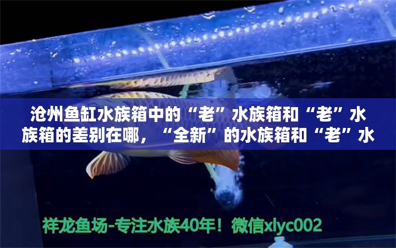 沧州鱼缸水族箱中的“老”水族箱和“老”水族箱的差别在哪，“全新”的水族箱和“老”水族箱的区别 鱼缸/水族箱 第1张