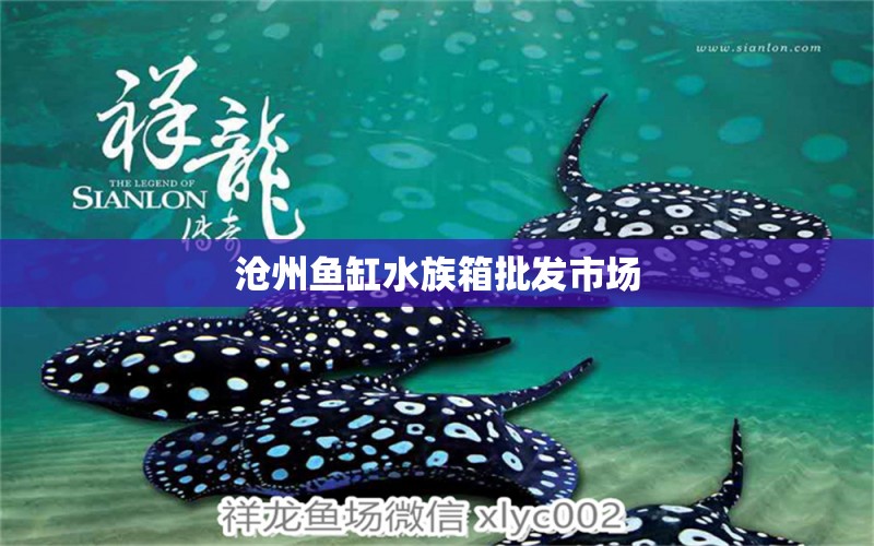 沧州鱼缸水族箱批发市场