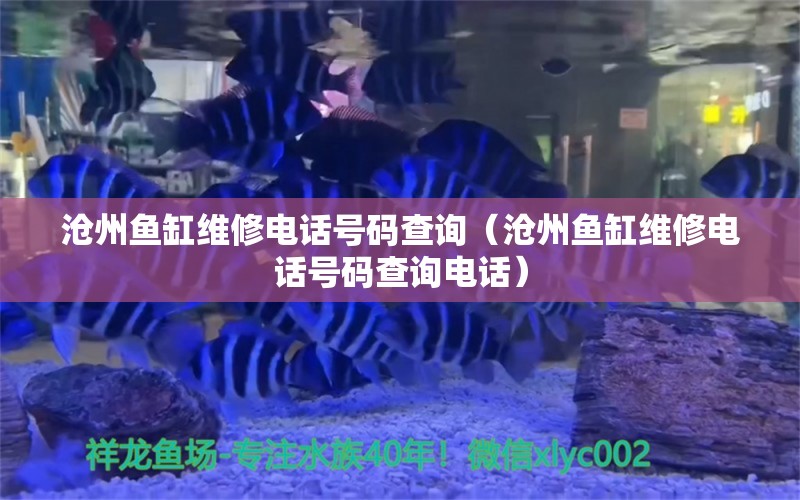 沧州鱼缸维修电话号码查询（沧州鱼缸维修电话号码查询电话）