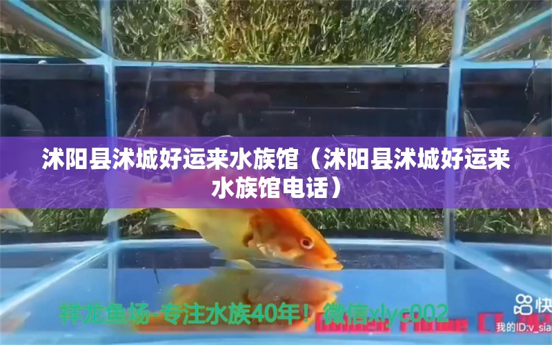 沭阳县沭城好运来水族馆（沭阳县沭城好运来水族馆电话） 全国水族馆企业名录