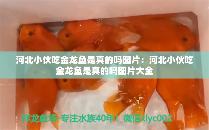 河北小伙吃金龙鱼是真的吗图片：河北小伙吃金龙鱼是真的吗图片大全