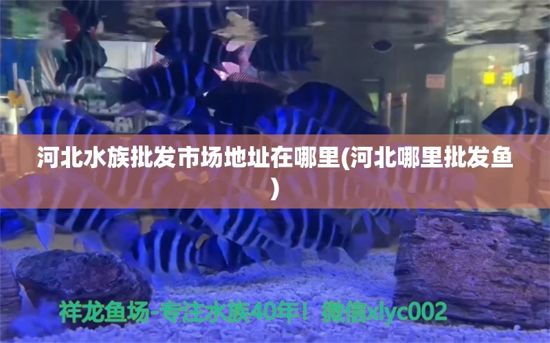 河北水族批发市场地址在哪里(河北哪里批发鱼) 观赏鱼水族批发市场