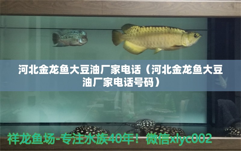 河北金龙鱼大豆油厂家电话（河北金龙鱼大豆油厂家电话号码） 观赏鱼市场（混养鱼）