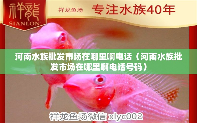 河南水族批发市场在哪里啊电话（河南水族批发市场在哪里啊电话号码）