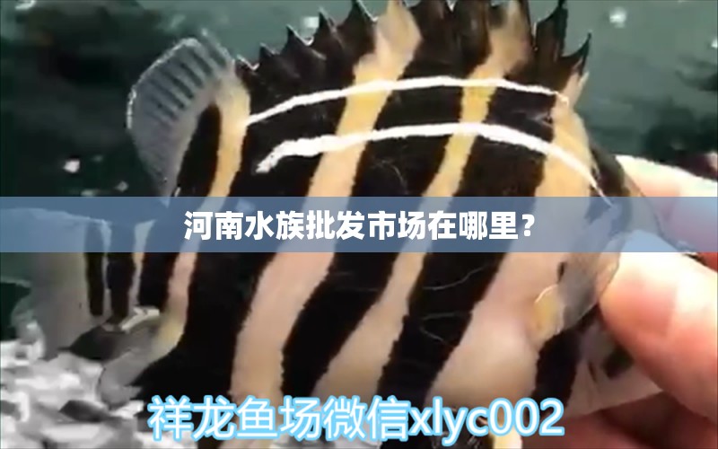 河南水族批发市场在哪里？