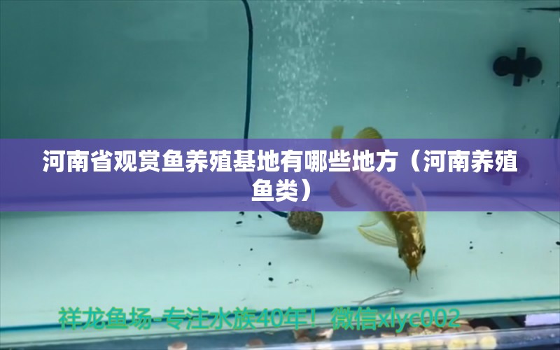 河南省观赏鱼养殖基地有哪些地方（河南养殖鱼类）