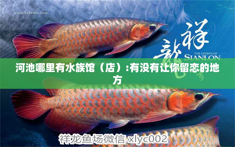 河池哪里有水族馆（店）:有没有让你留恋的地方