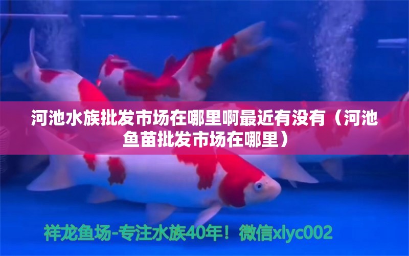 河池水族批发市场在哪里啊最近有没有（河池鱼苗批发市场在哪里）