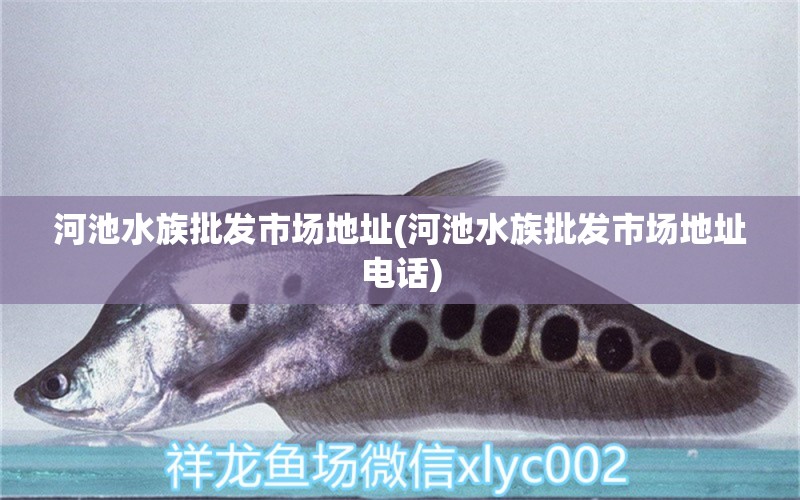 河池水族批发市场地址(河池水族批发市场地址电话) 观赏鱼水族批发市场